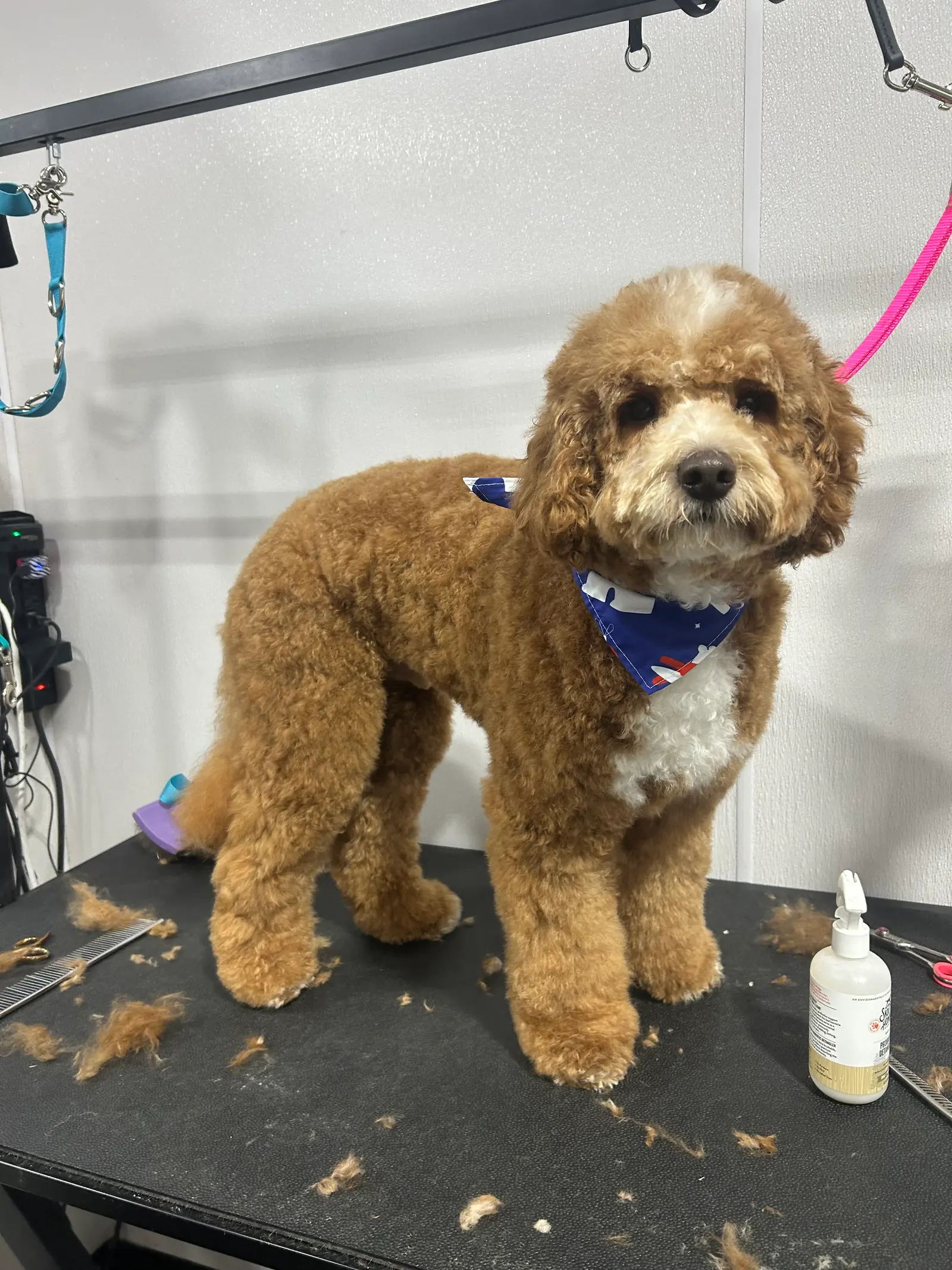 Freshly groomed doodle standing on a grooming table.
